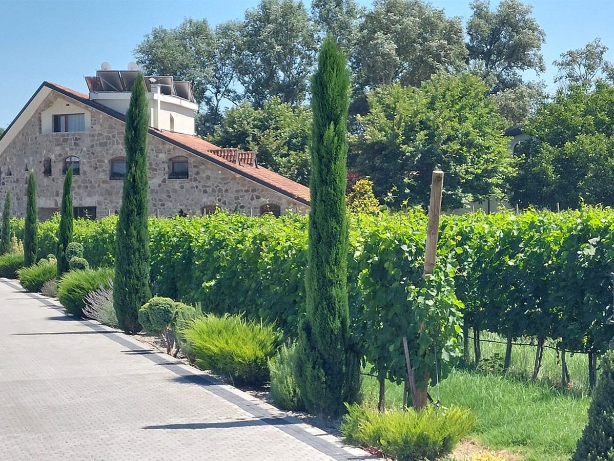 Lazar Winery vineyards in the Tikveš region