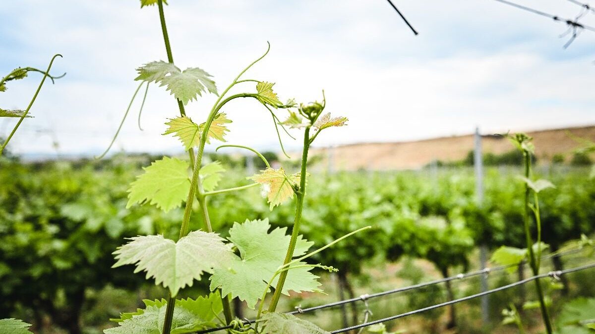 Harvest 2025 – The Beginning of a New Wine Story 🍇
