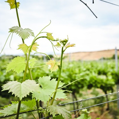 Harvest 2025 – The Beginning of a New Wine Story 🍇